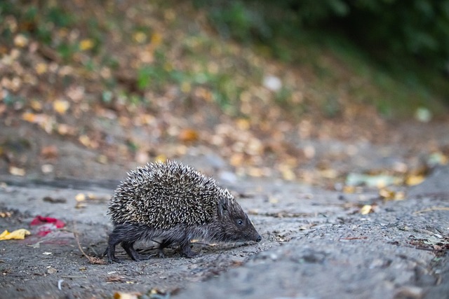 美国队的进 美国队的进