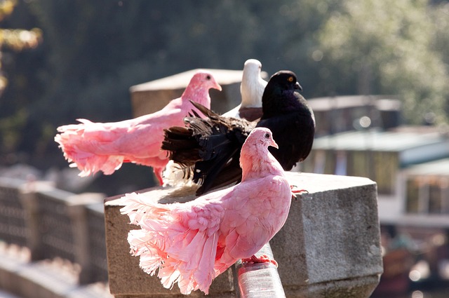 軍的法國隊 軍的法國隊